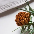 スギ花粉症 アレルギー減感作療法(アレルゲン免疫療法)